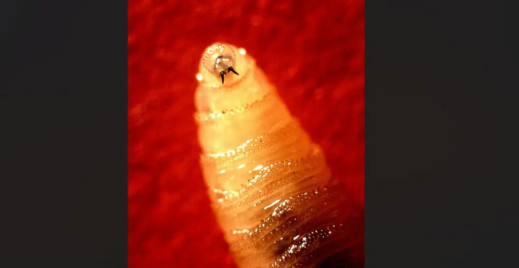 eua bicheira devorador de carne