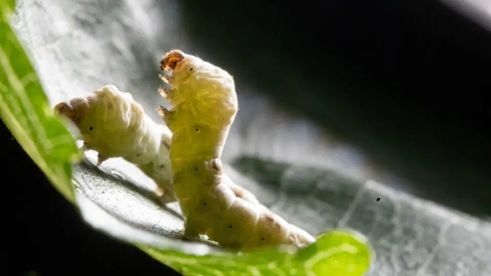 O bicho-da-seda se alimenta exclusivamente de folhas de amoreira. E defensivos agrícolas de lavouras vizinhas têm envenenado as lagartas.
