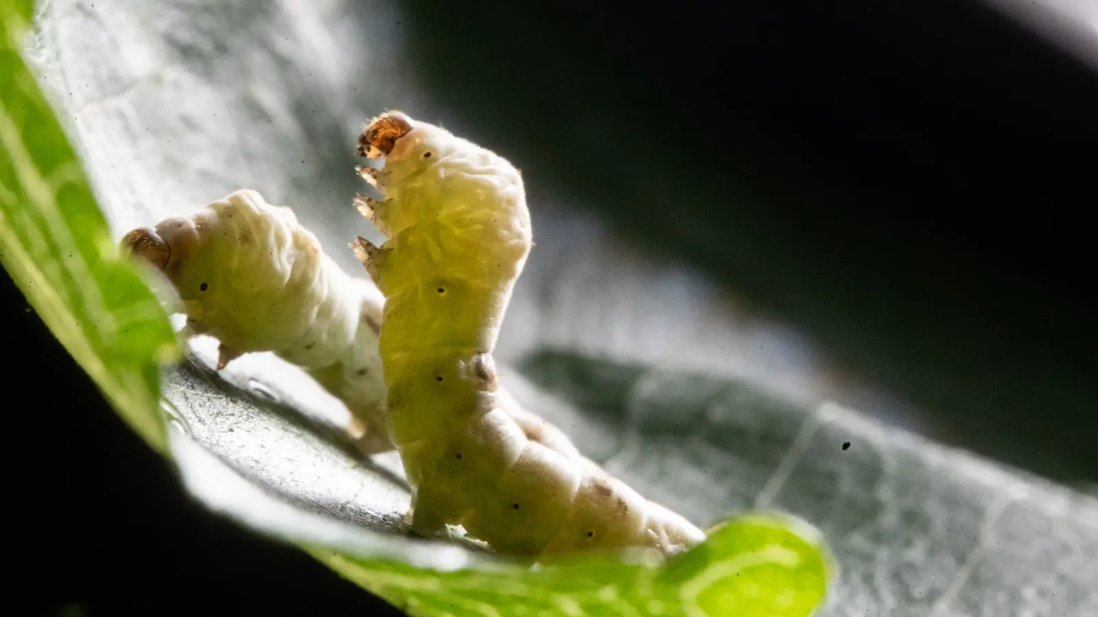 O bicho-da-seda se alimenta exclusivamente de folhas de amoreira. E defensivos agrícolas de lavouras vizinhas têm envenenado as lagartas.