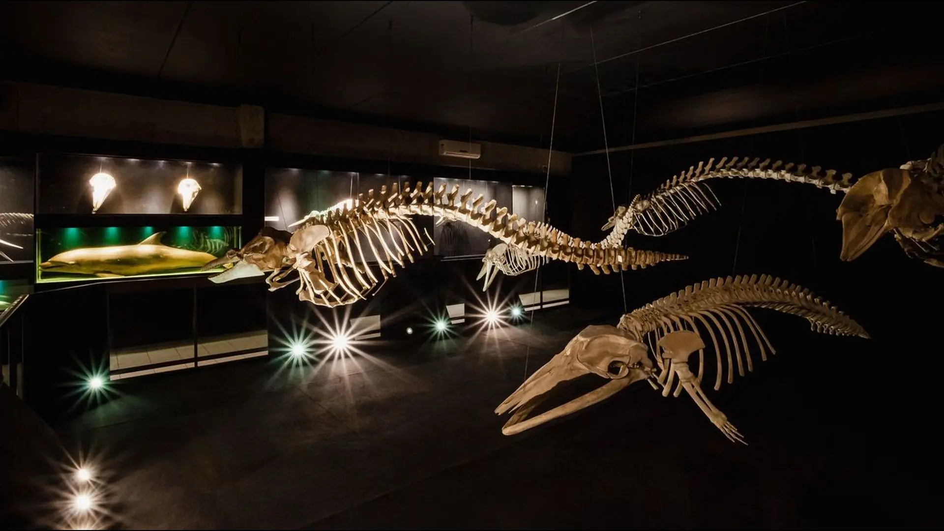 Museu Oceanográfico da Univali, em Balneário Camboriú; uma verdadeira viagem pela vida marinha que encanta todas as idades.