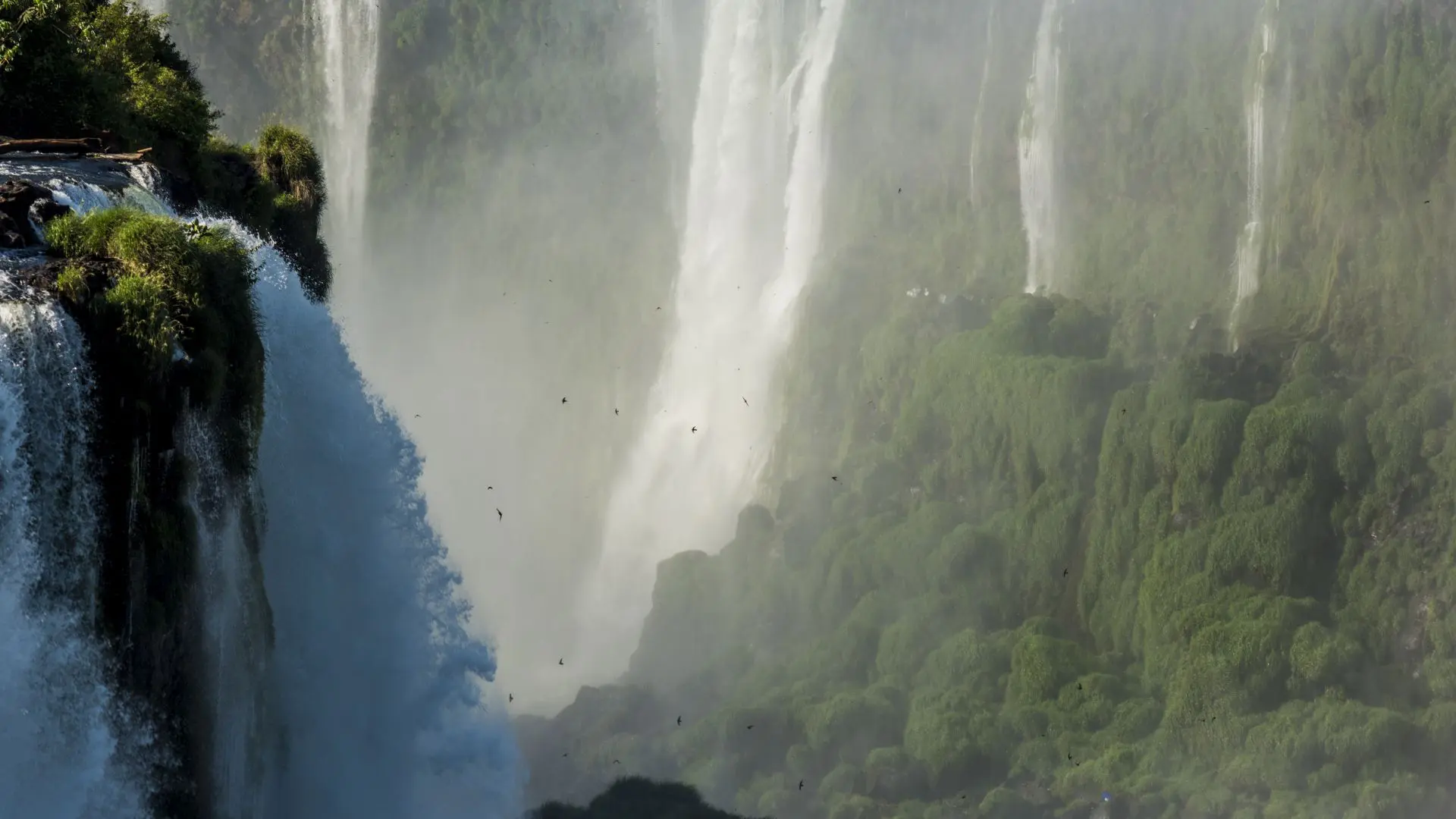 A beleza do voo dos pássaros sobre as Cataratas do Iguaçu.