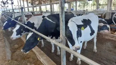 Município de Castro, na região dos Campos Gerais do Paraná, tem um rebanho de mais de 53,4 mil vacas ordenhadas, com produção média anual de 8,4 mil litros por animal