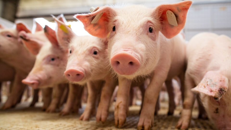 Indústria de saúde animal investe em bem-estar de suínos para ampliar produção