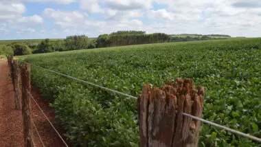 Nova chance na fronteira: prazo para regularização de terras é prorrogado, fortalecendo direitos dos produtores rurais.