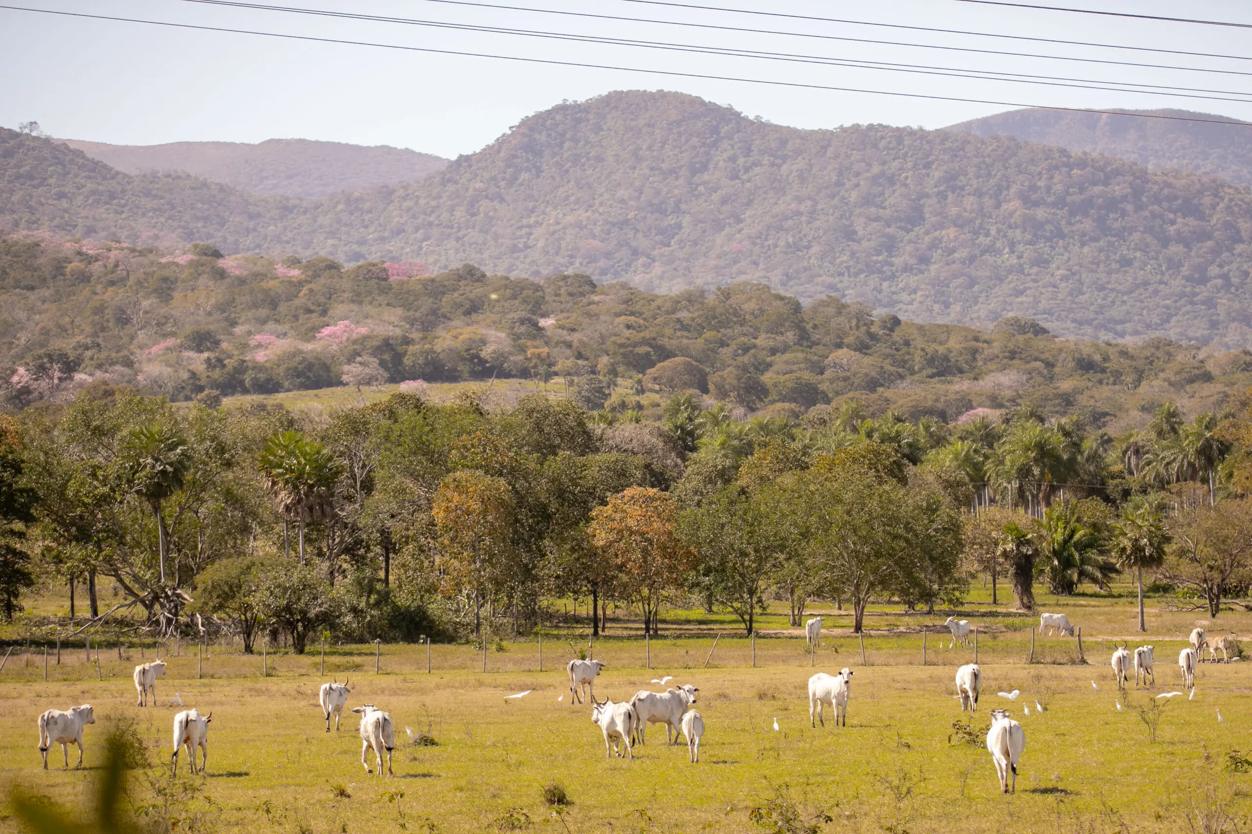 Terras de fronteira são áreas sujeitas a regras especiais de ocupação e regularização para garantir segurança e soberania nacional.