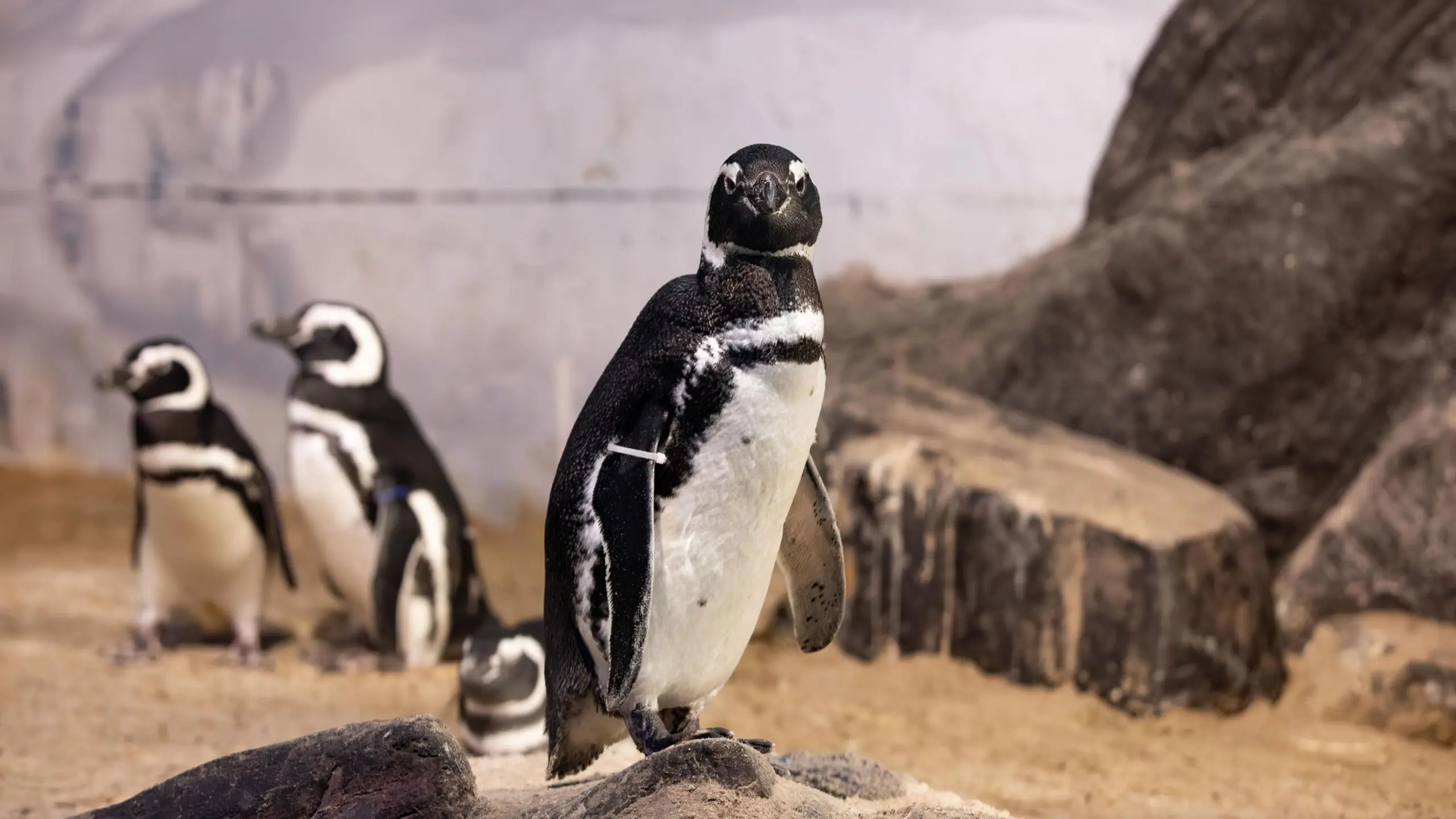 Pinguins do Oceanic Aquarium, onde é possível apreciar mais de 140 espécies de animais de água doce e salgada.