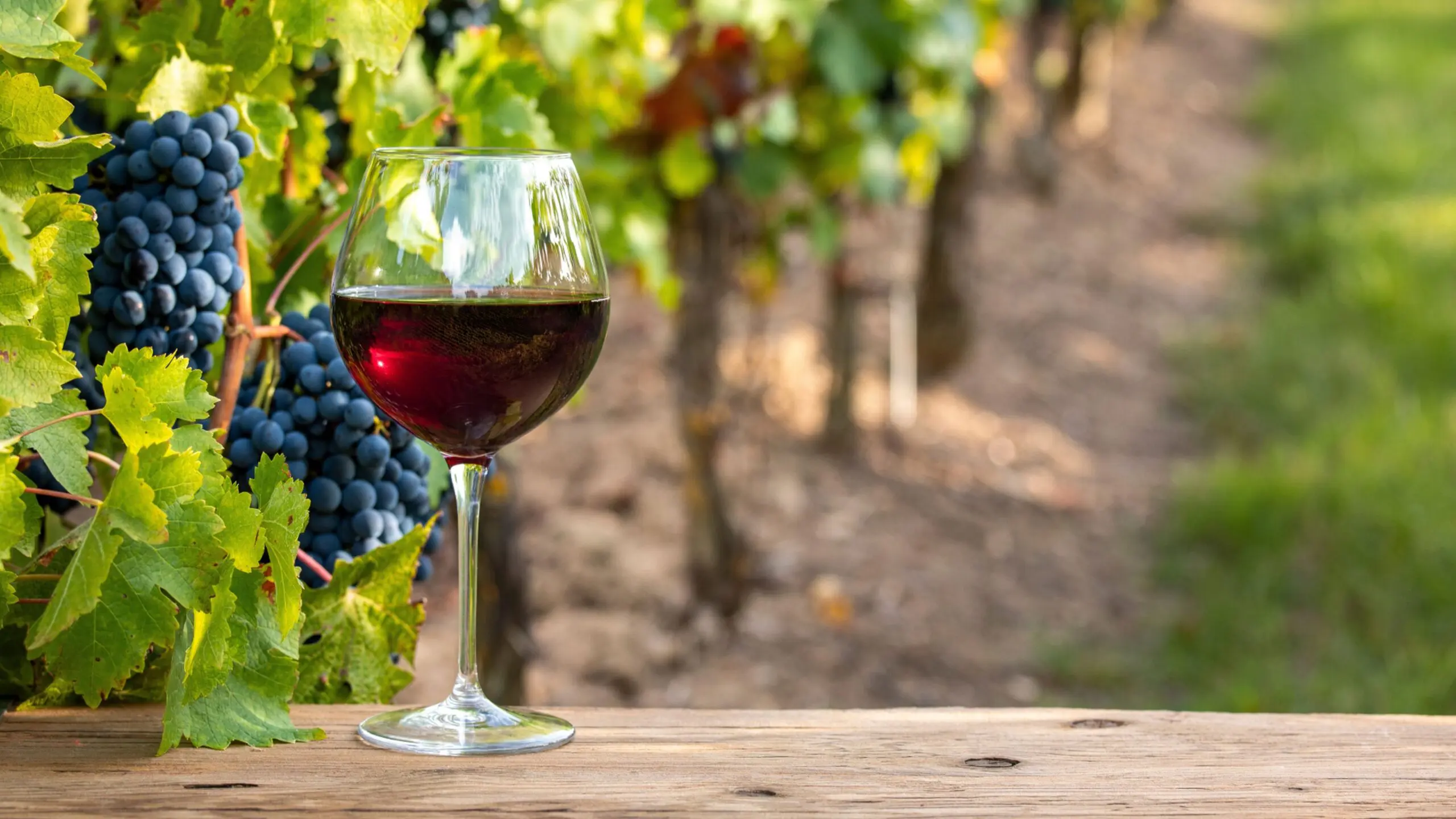 Vinho produzido na Serra Catarinense, com destaque para os vinhos de altitude, que combinam baixa temperatura com alta insolação.