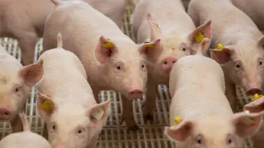 Santa Catarina, líder na produção de suínos, avança na infraestrutura para escoamento rápido do agronegócio.