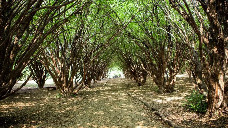 Jabuticaba brasileira foi considerada uma das frutas mais saborosas do mundo pela enciclopédia TasteAtlas.