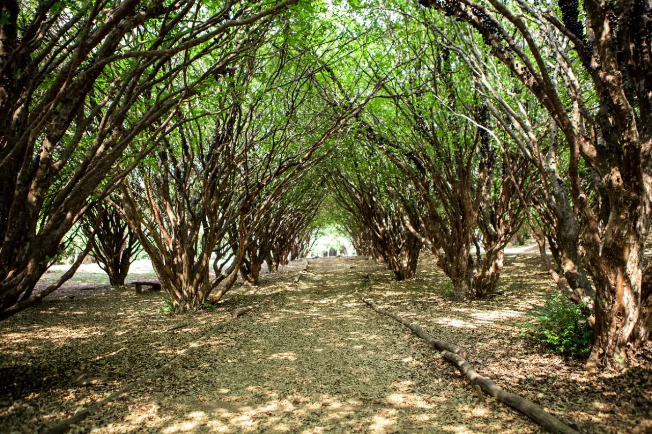 Jabuticaba brasileira foi considerada uma das frutas mais saborosas do mundo pela enciclopédia TasteAtlas.