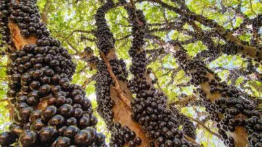 Hidrolândia transforma a jabuticaba em símbolo de tradição, economia e turismo, projetando Goiás no mapa mundial das frutas exóticas.