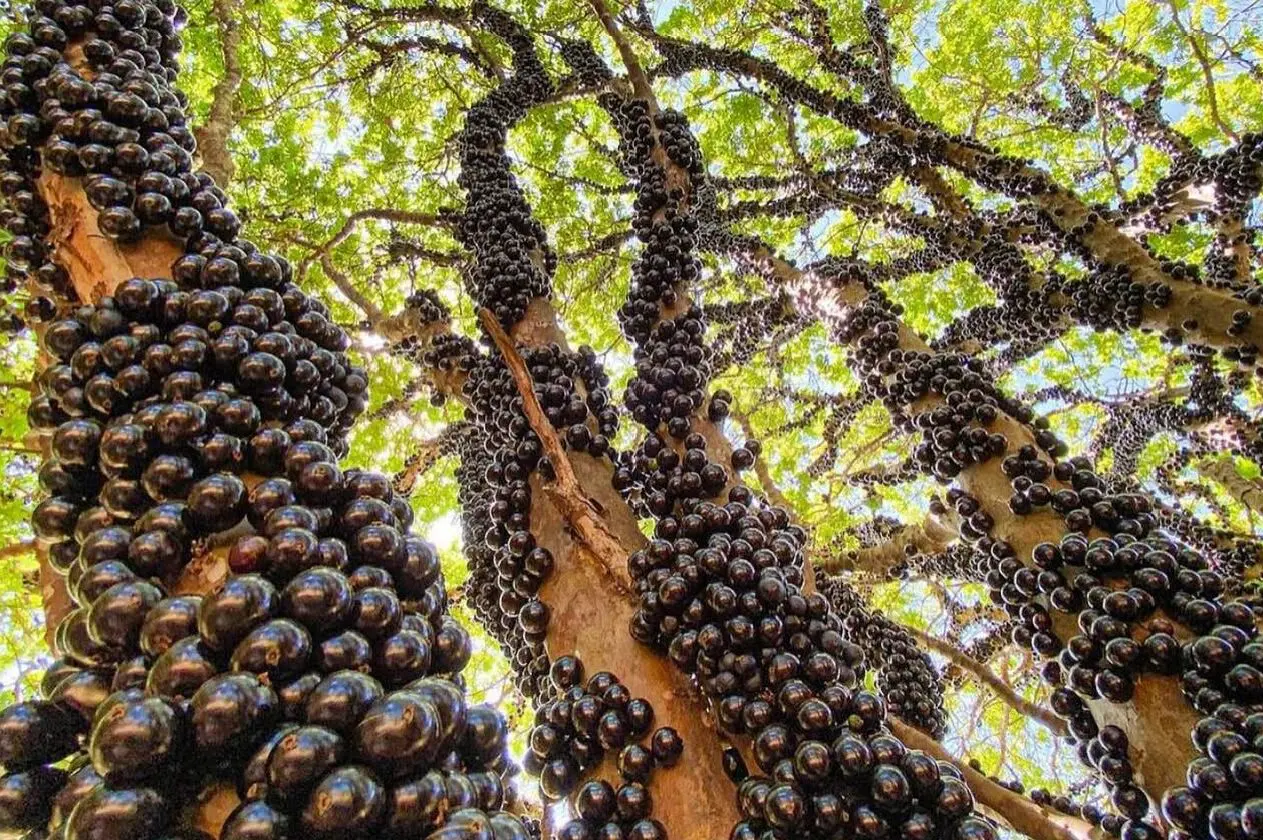 Hidrolândia transforma a jabuticaba em símbolo de tradição, economia e turismo, projetando Goiás no mapa mundial das frutas exóticas.