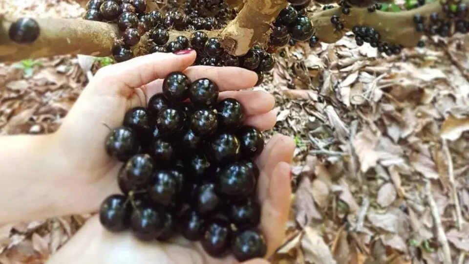 Fazenda Jabuticabal reúne 42 mil pés da fruta e se tornou a maior plantação de jabuticaba do mundo.