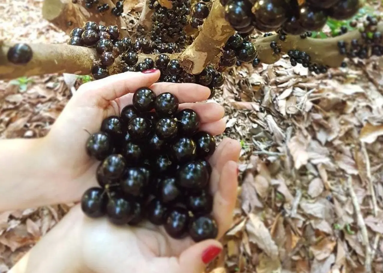 Fazenda Jabuticabal reúne 42 mil pés da fruta e se tornou a maior plantação de jabuticaba do mundo.
