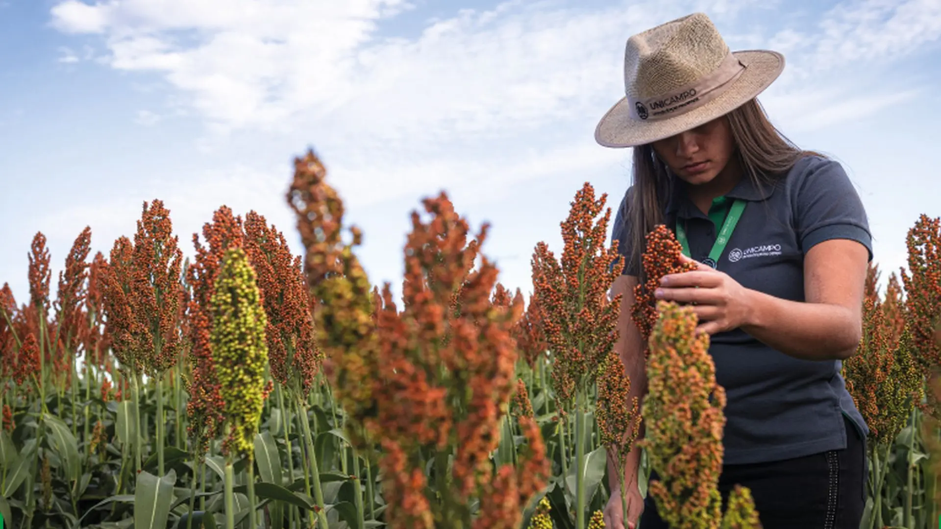 Cooperativas de profissionais do setor agropecuário são exemplos de sucesso no setor de trabalho.