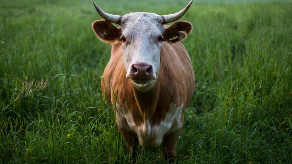 Os EUA e o notável avanço da carne brasileira