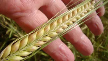 A cevada malteira redesenha o mapa agrícola brasileiro, com o Paraná sustentando a produção e o cerrado surgindo como nova fronteira.