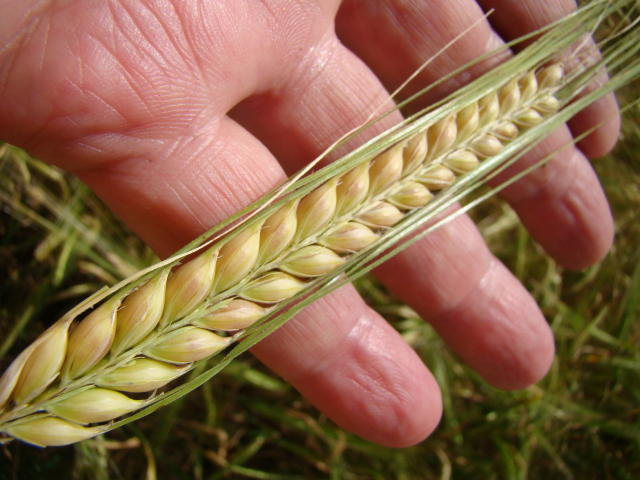 Cevada malteira redesenha o mapa agrícola brasileiro, com o Paraná sustentando a produção e o cerrado surgindo como nova fronteira.