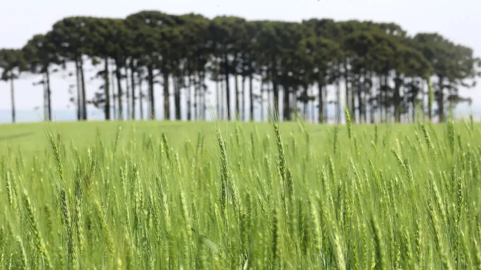 O avanço da cevada malteira no Paraná e no cerrado muda o equilíbrio produtivo e desafia a antiga hegemonia gaúcha.