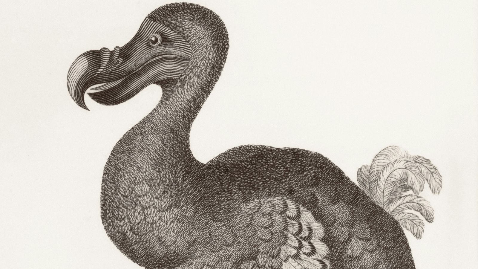 Cientistas dos EUA Podem Reviver Ave Extnta