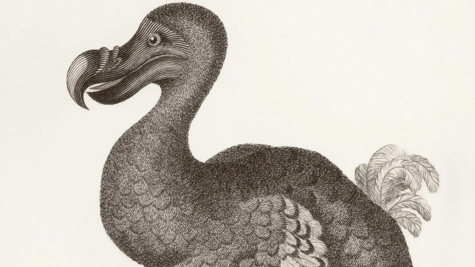 Imagem de um Dodô, espécie extinta.