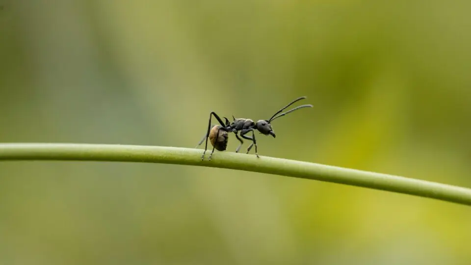 Formiga que produz duas espécies caminhando em cima de um talo de flor.