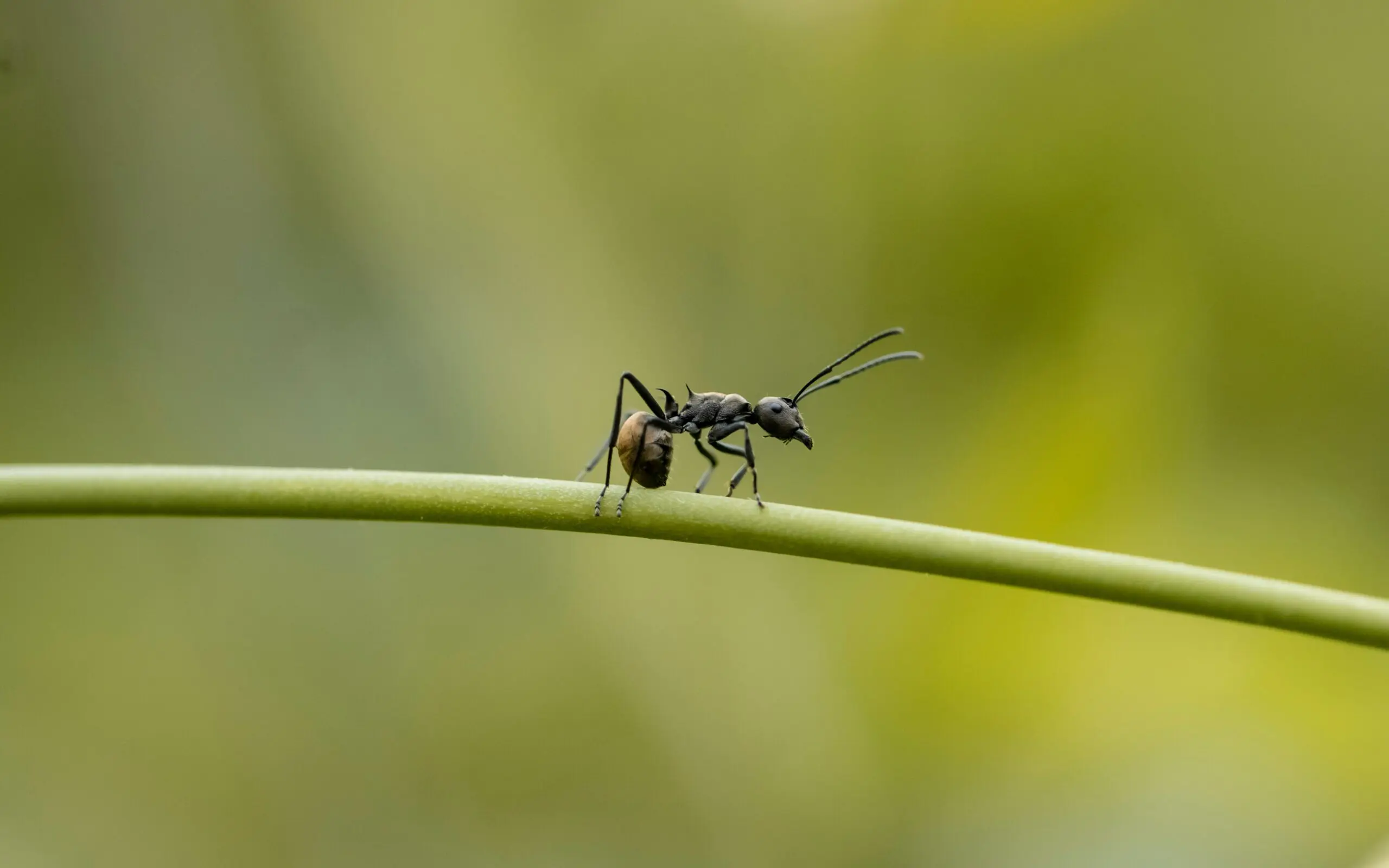 Formiga que produz duas espécies caminhando em cima de um talo de flor.