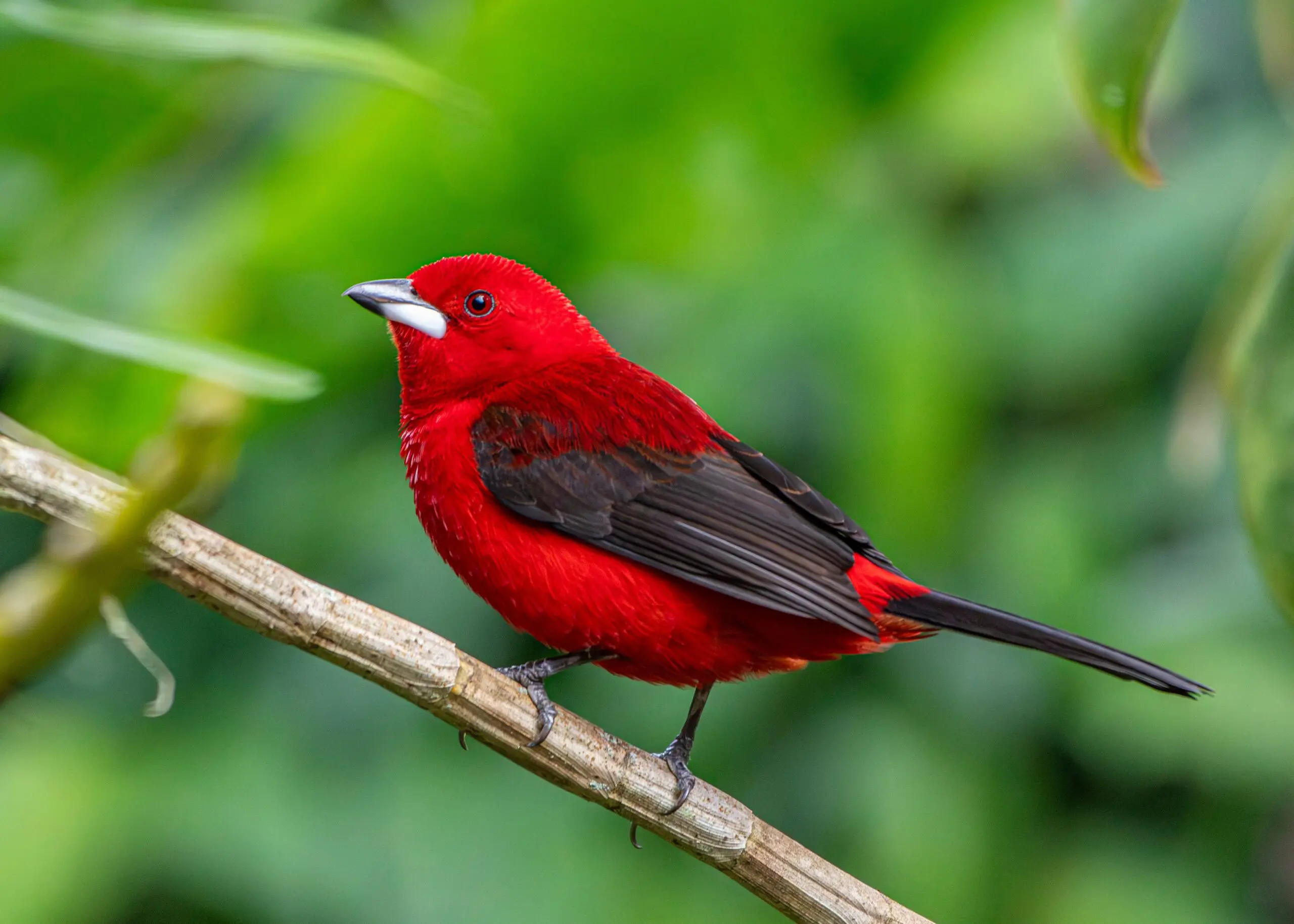Tiê-sangue na Mata Atlântica: símbolo da biodiversidade catarinense, sua plumagem vermelha intensa encanta fotógrafos e observadores na primavera.