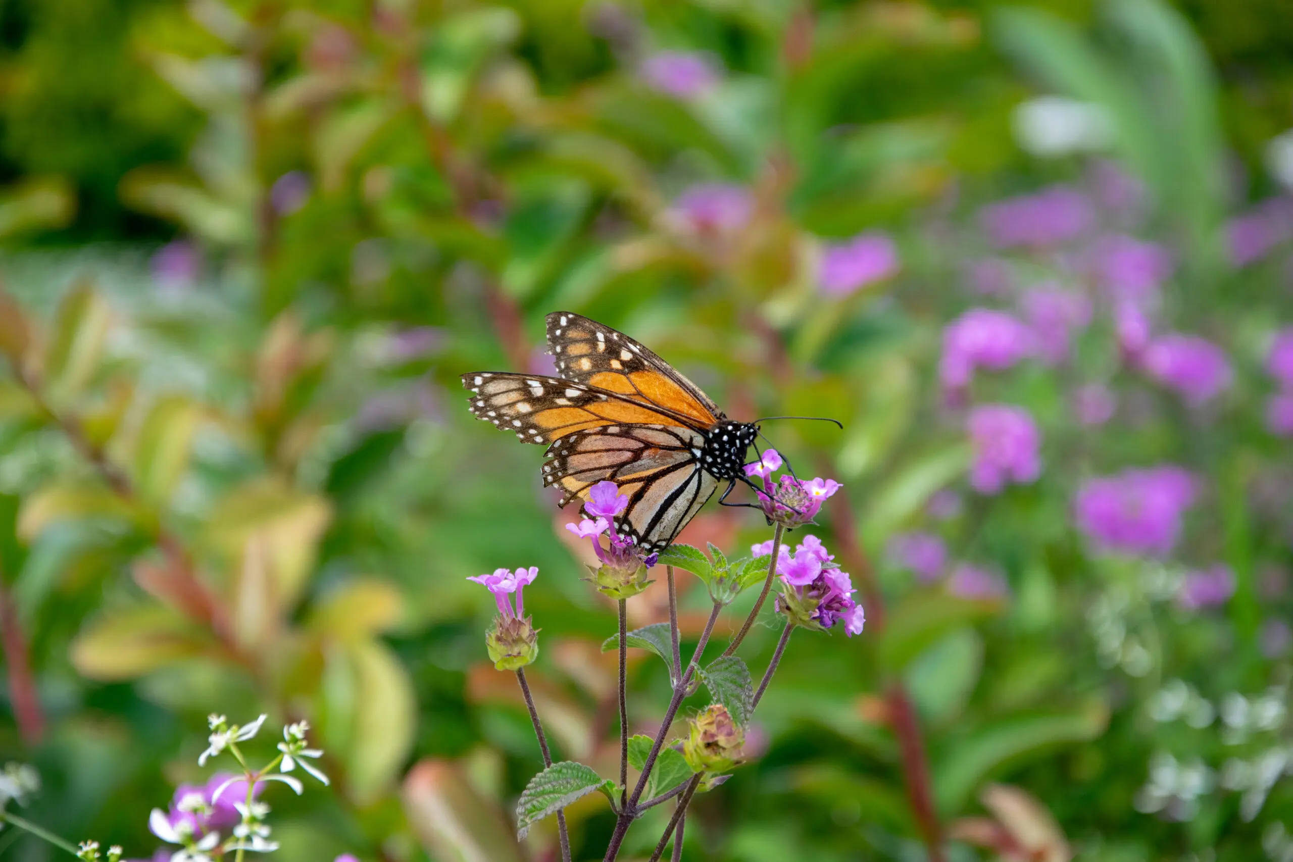 Borboleta em florada serrana: entre cores e contrastes da Mata Atlântica, os polinizadores reforçam a riqueza natural que faz de Santa Catarina um destino de ecoturismo e fotografia.