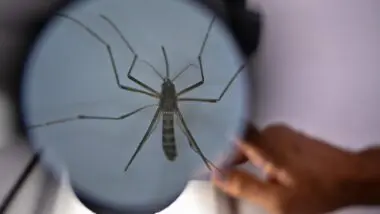 Pesquisadores da Universidade de Brasília (UnB) conduzem pesquisa que usa larvicida como "cavalo de troia" contra a dengue: princípio é aplicado em outros países.