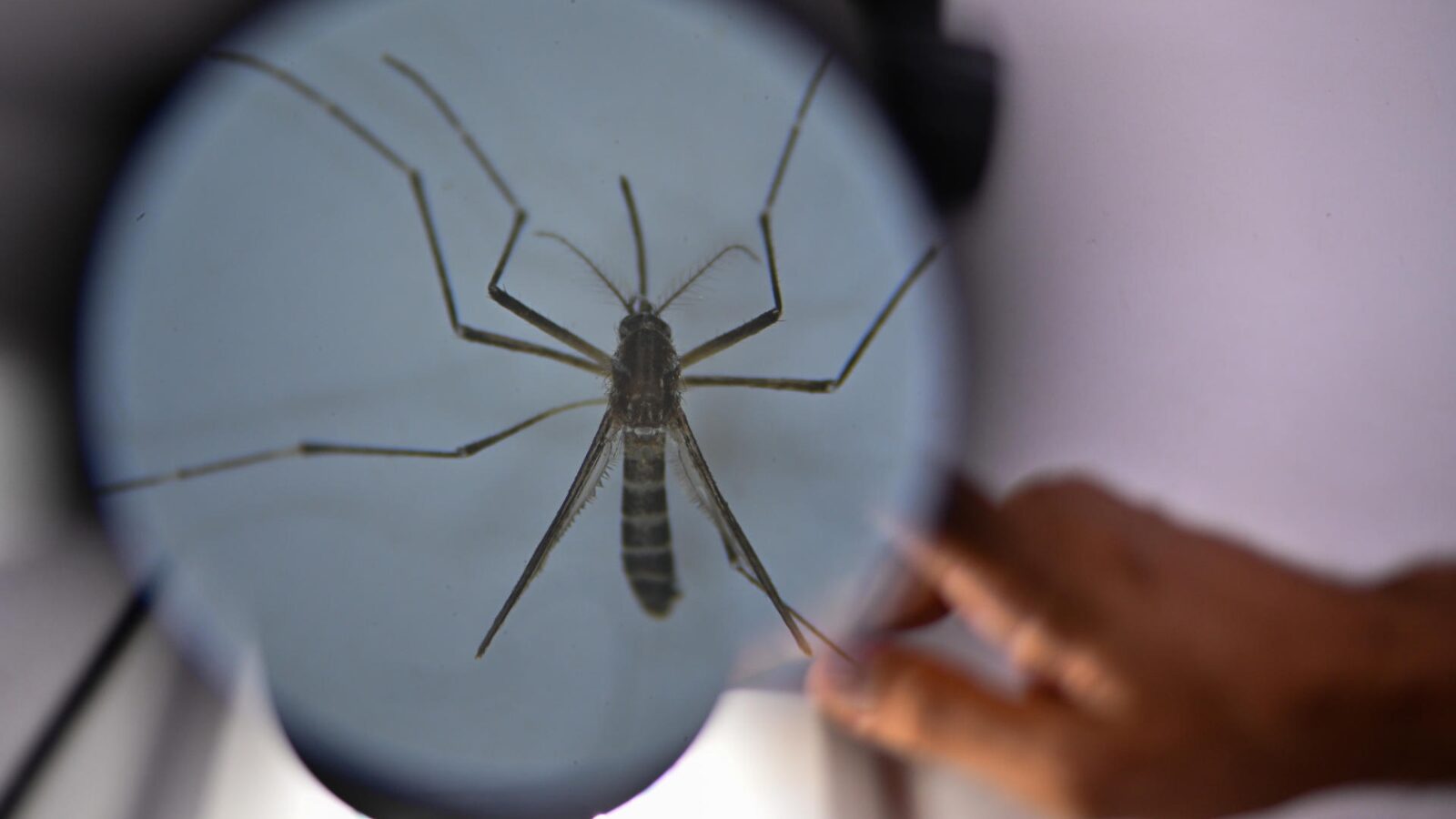 Pesquisadores da Universidade de Brasília (UnB) conduzem pesquisa que usa larvicida como &#8220;cavalo de troia&#8221; contra a dengue: princípio é aplicado em outros países.