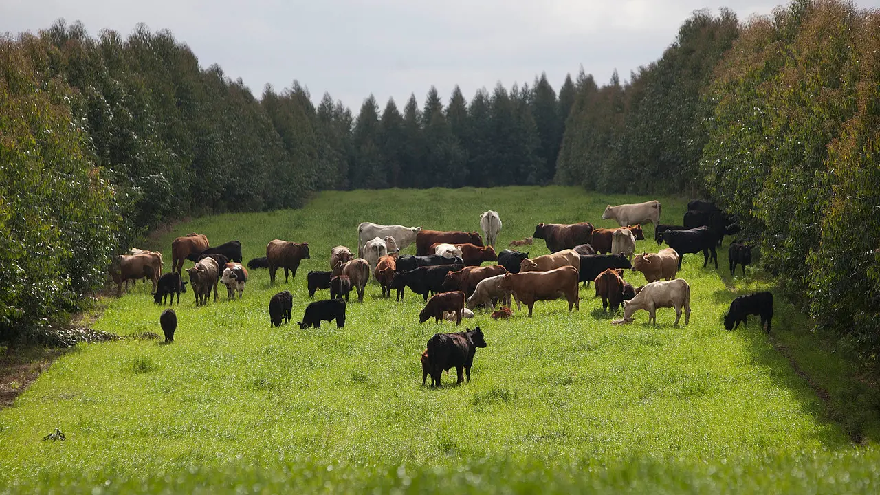 Representantes do agro dizem que Plano Clima não considera remoções de carbono feitas por áreas de preservação permanente e reserva legal, nem a produção agropecuária e sua metodologia tropical, ambientalmente mais adequados.