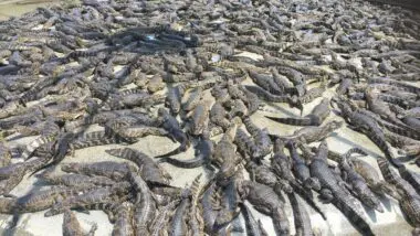 Do Pantanal para o mundo: carne e couro de jacaré movimentam milhões, geram renda a ribeirinhos e atraem marcas globais de luxo.