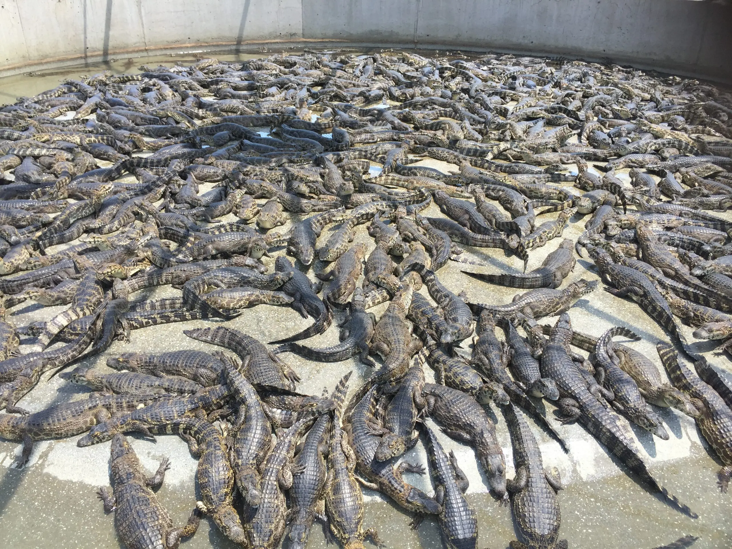 Do Pantanal para o mundo: carne e couro de jacaré movimentam milhões, geram renda a ribeirinhos e atraem marcas globais de luxo.