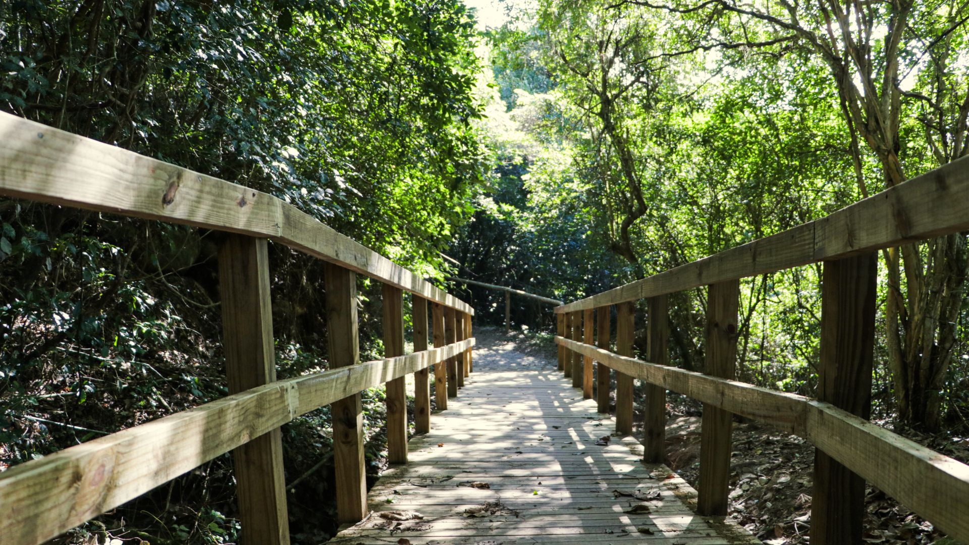 Caminho da Costa da Lagoa revela a natureza preservada e conecta visitantes a paisagens únicas da Ilha de Santa Catarina.