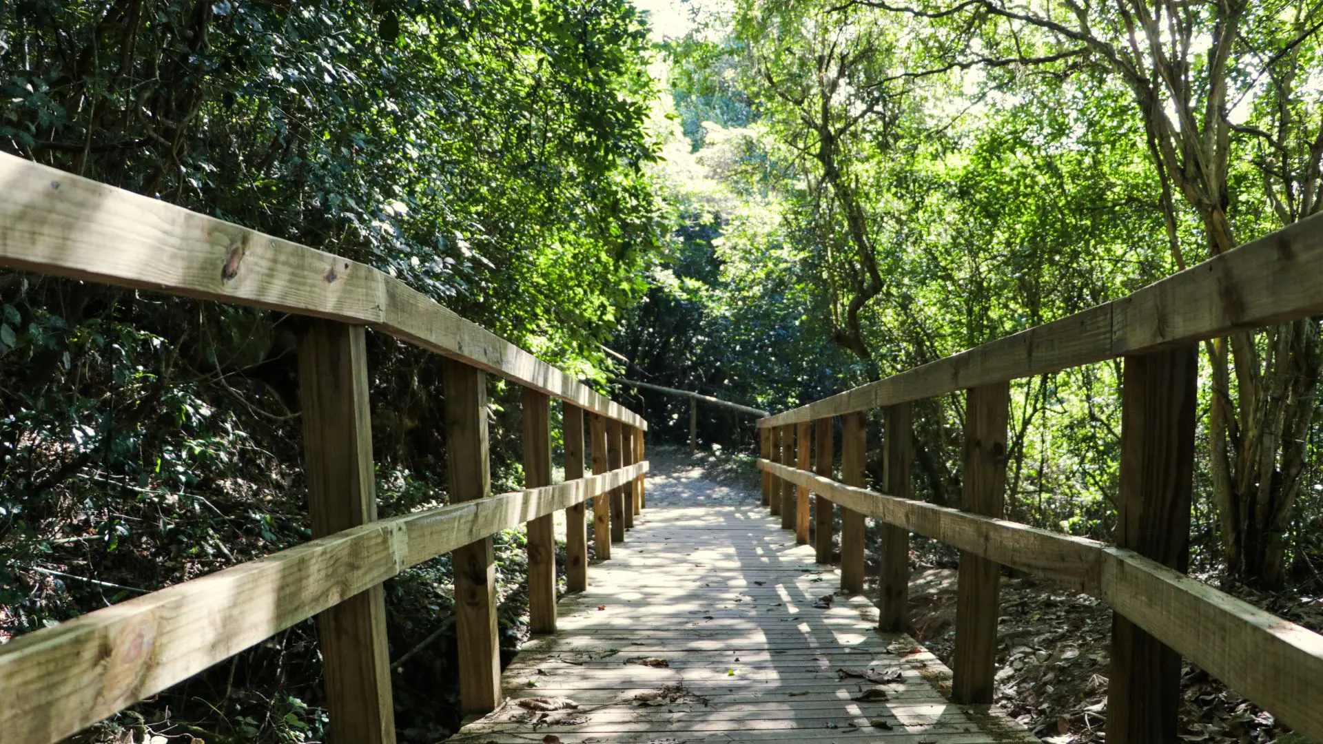 Caminho da Costa da Lagoa revela a natureza preservada e conecta visitantes a paisagens únicas da Ilha de Santa Catarina.