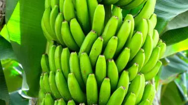 Cultivares de banana criadas pela Embrapa servirão como barreira natural contra fungo causador de murcha de Fusarium raça 4, que vem devastando plantações inteiras pelo mundo e causando prejuízos bilionários