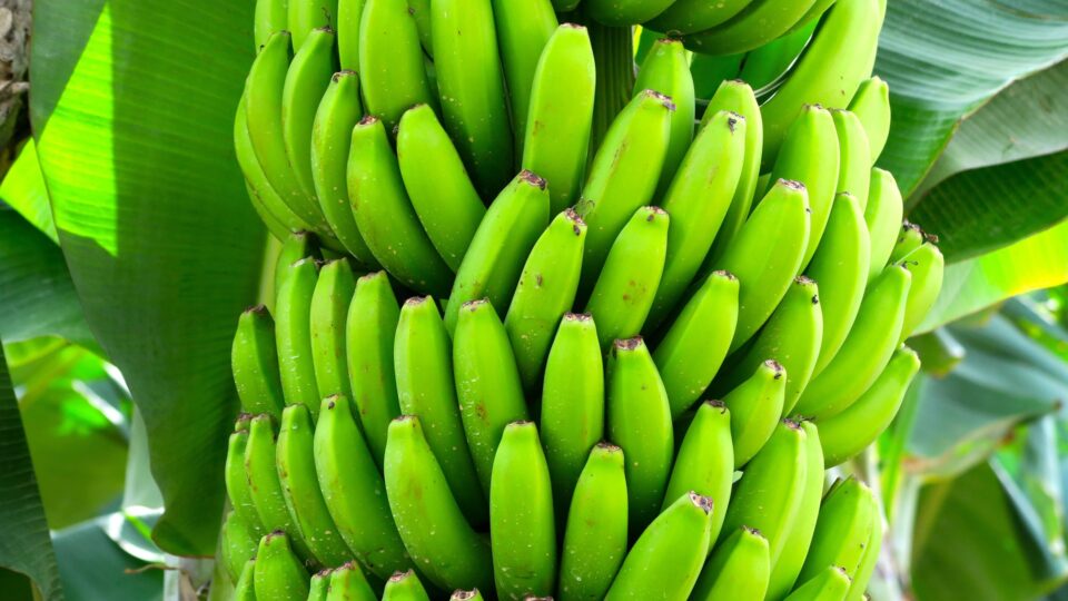 Brasil cria bananas resistentes a fungo que devasta plantações no mundo