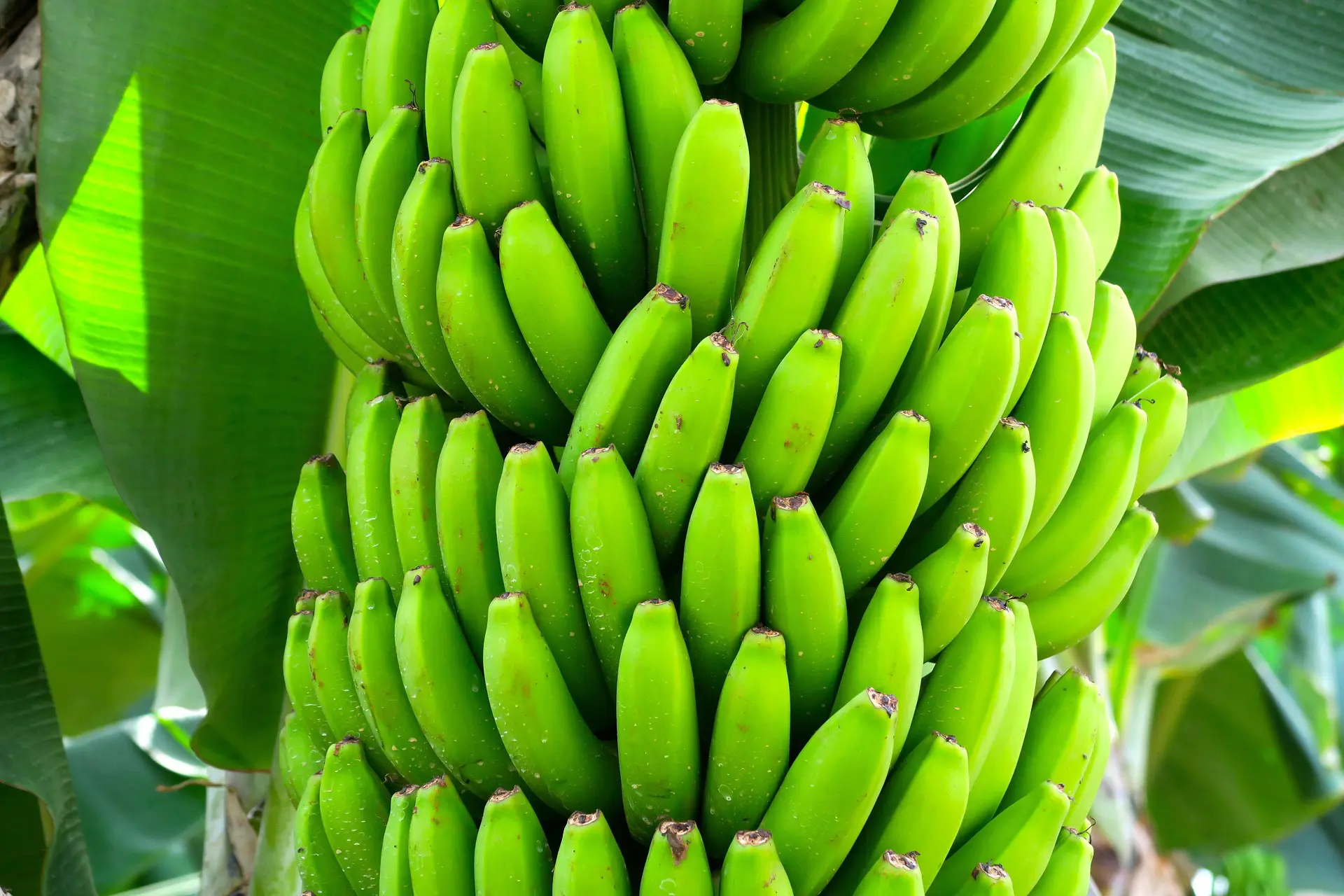 Cultivares de banana criadas pela Embrapa servirão como barreira natural contra fungo causador de murcha de Fusarium raça 4, que vem devastando plantações inteiras pelo mundo e causando prejuízos bilionários
