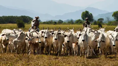 São Félix do Xingu (PA) e Corumbá (MS) mantêm os maiores rebanhos do país e refletem o novo ciclo da pecuária brasileira.