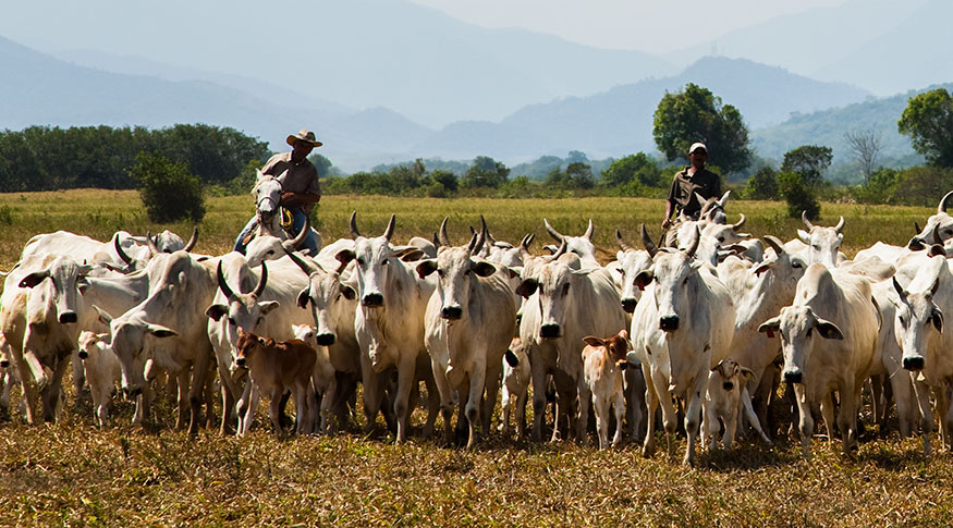 São Félix do Xingu (PA) e Corumbá (MS) mantêm os maiores rebanhos do país e refletem o novo ciclo da pecuária brasileira.