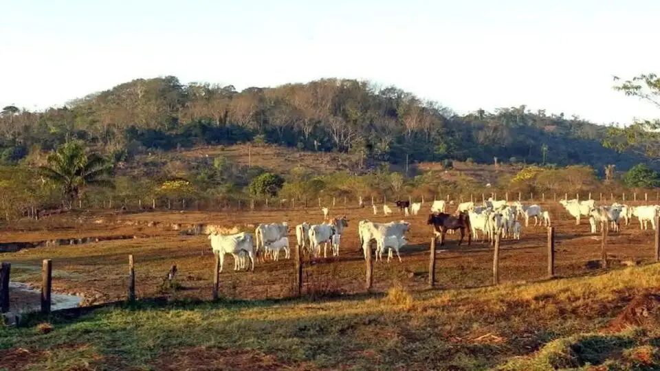 Corumbá, Aquidauana, Ribas do Rio Pardo e Porto Murtinho impulsionam a pecuária de Mato Grosso do Sul.