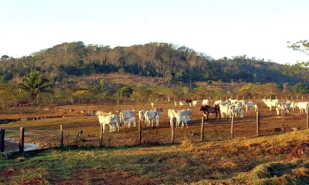 Corumbá, Aquidauana, Ribas do Rio Pardo e Porto Murtinho impulsionam a pecuária de Mato Grosso do Sul.
