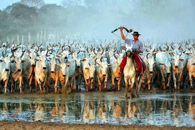 Novo ciclo do gado impulsiona o Pantanal: Corumbá e outros municípios sul-mato-grossenses mantêm protagonismo mesmo em meio à renovação do rebanho nacional.