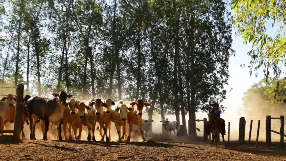 Abate de fêmeas e avanço das exportações redesenham o ciclo dos bovinos no país.
