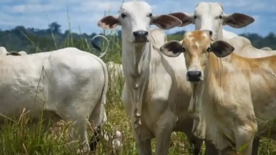 Para 2026, a expectativa é de uma queda de 3,5% na produção de carne bovina no país, de acordo com a Companhia Nacional de Abastecimento (Conab).