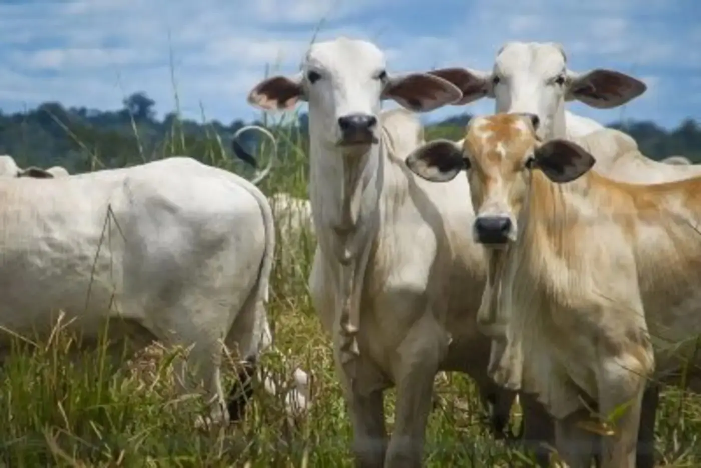 Para 2026, a expectativa é de uma queda de 3,5% na produção de carne bovina no país, de acordo com a Companhia Nacional de Abastecimento (Conab).