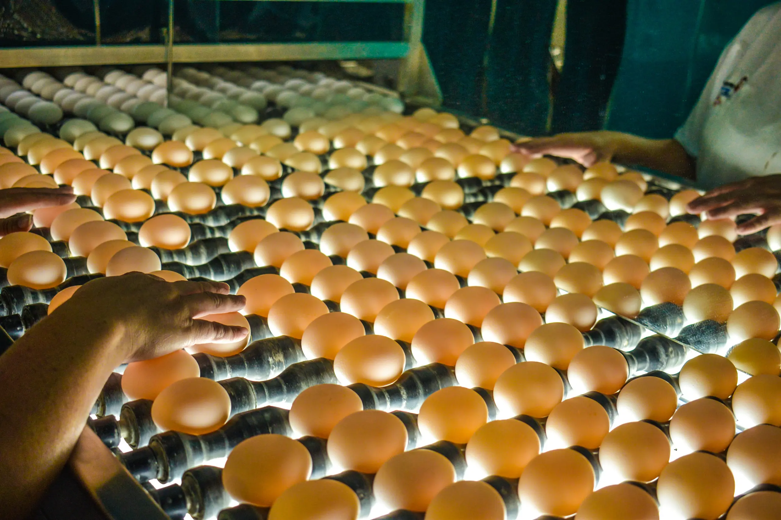 Capital nacional do ovo: Santa Maria de Jetibá produz 15 milhões de ovos por dia, movimentando a economia local e preservando a tradição familiar.