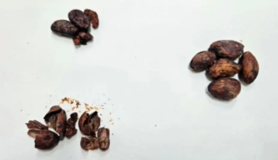 Cascas das amêndoas de cacau contêm teobromina e cafeína — compostos que podem ser incorporados ao mel de abelhas sem ferrão por extração ultrassônica.