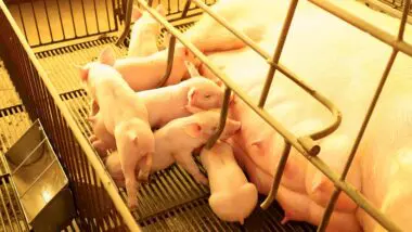 Com quase 1 milhão de suínos, Toledo consolida liderança na produção de proteína animal no país.